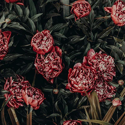 1月13日|19.8M/S，Clash节点/V2ray节点/Shadowrocket节点/SSR节点|免费订阅机场|每天更新免费节点